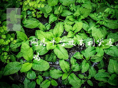 网络平台放高利贷违法吗(网络高利贷款合法吗)