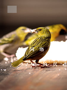 网络申请的民生银行信用卡还不上-网络申请的民生银行信用卡还不上怎么办