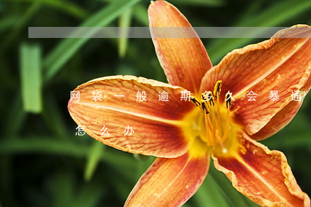 网袋一般逾期多久会暴通信录（网袋逾期被催怎么办）