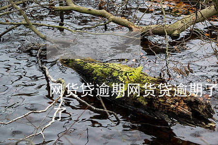 网货贷逾期，网货贷逾期了一天还了贷不出来了