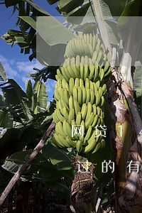 网贷14天不还的会怎样(14天的网贷好通过的有没有)