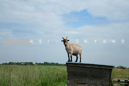 网贷315导航(中国网贷投诉平台官网)