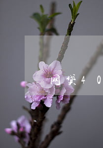 网贷40万被起诉后果(网贷4500被起诉)
