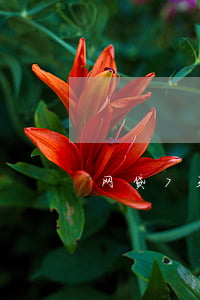 网贷7天到期还款app打不开-