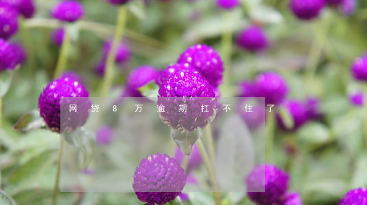 网贷8万逾期扛不住了