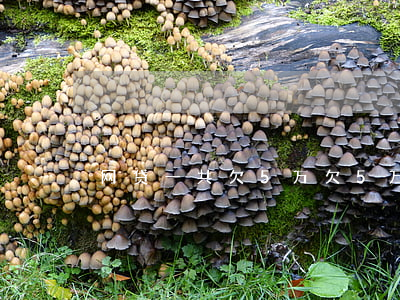网贷一共欠5万(欠5万网贷每月还多少)