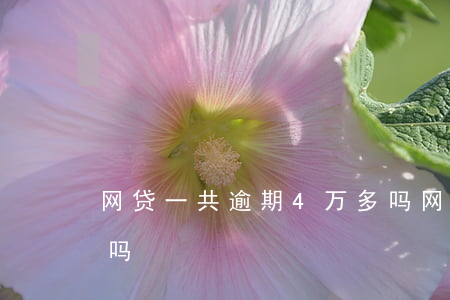 网贷一共逾期4万多吗(网贷一共逾期4万多吗)