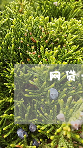 网贷一千被起诉（网贷一千说要起诉我）