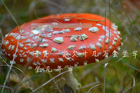 网贷一家欠十几万会坐牢吗(网贷欠二十万要坐几年牢)