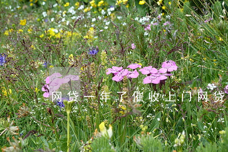 网贷一年了催收上门(网贷催债上门了怎么办)