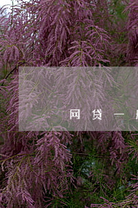 网贷一般分期是多少期