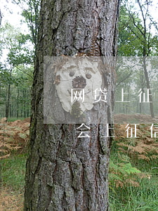 网贷上征信能查出欠多少钱吗(网贷欠多少钱会上征信)