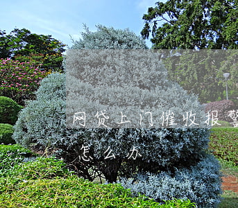 网贷上门催收报警有用吗(网贷要上门催收该怎么办)
