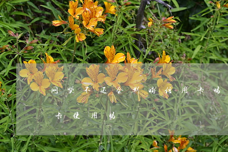 网贷不还会影响信用卡吗(网贷没还影响信用卡使用吗)