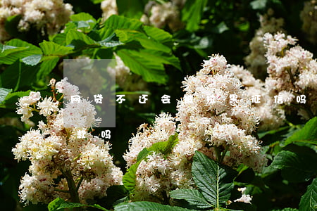 网贷不还会被拉黑征信吗(网贷拉黑了还能贷款吗?)