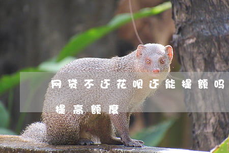 网贷不还花呗还能提额吗(提前还花呗会不会提高额度)