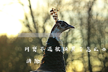 网贷不还被拉黑了怎么办(网贷被拉黑了多久消除)