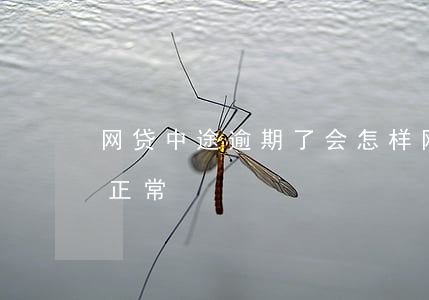网贷中途逾期了会怎样(网贷逾期后多久可以正常)