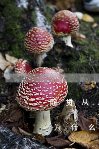 网贷从未逾期过 办信用卡被拒（信用卡没逾期为什么网贷被拒）
