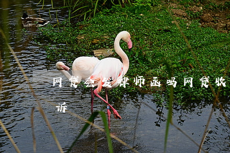 网贷会发律师函吗(网贷收到律师函多久会起诉)