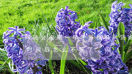 网贷会逾期一年才催收吗(网贷逾期催收一段时间后怎么不催了)