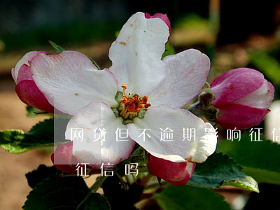 网贷但不逾期影响征信吗(有网贷不逾期影响征信吗)