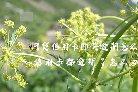 网贷信用卡即将逾期怎么办(欠了好多网贷和信用卡都逾期了怎么办?)
