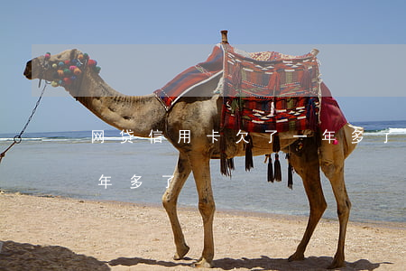网贷信用卡欠了一年多了(网贷信用卡欠了一年多了)