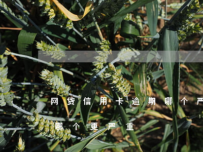 网贷信用卡逾期哪个严重(信用卡和网贷逾期哪个更严重)