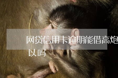 网贷信用卡逾期能借高炮吗(高炮网贷不还可以吗)