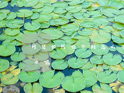 网贷借钱借不到怎么办(网贷借钱借不到怎么办呢)