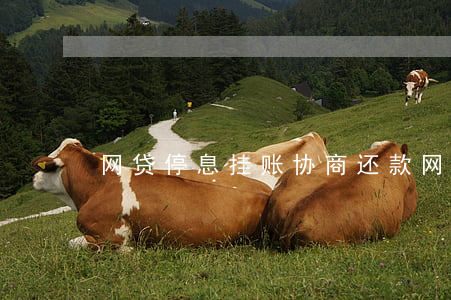 网贷停息挂账协商还款(网贷停息挂账条件)
