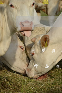 网贷催收发的律师函是不是真的(网贷催收律师函有用么)