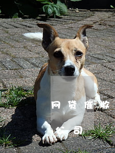 网贷催收找到家里怎么办(网贷催收直接找到公司)