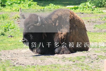 网贷八千多会被起诉吗(网贷欠款八千怎么判)