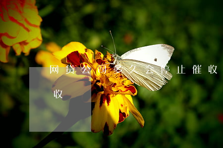 网贷公司多久会停止催收(网贷最近又开始催收)