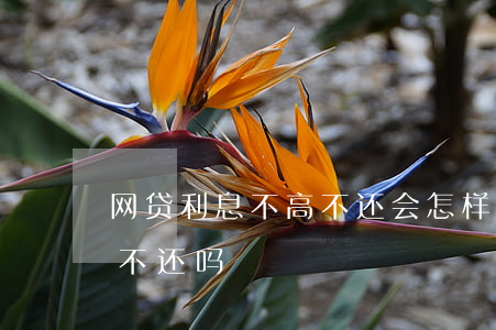 网贷利息不高不还会怎样(网贷利息太高可以不还吗)