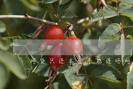 网贷只还本金不能还吗(网贷光还本金行不行)