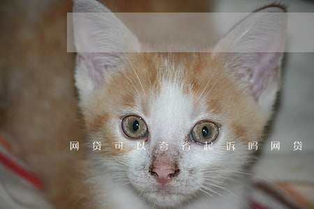 网贷可以夸省起诉吗(网贷可以夸省起诉吗)