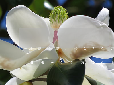 网贷和信用卡欠70万怎么上岸-网贷和信用卡欠70万怎么上岸的