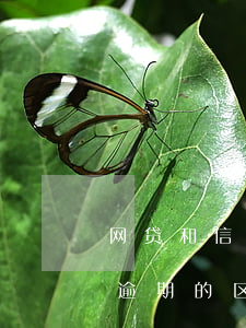 网贷和信用卡逾期多久会(网贷逾期和信用卡逾期的区别)