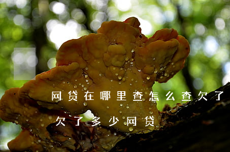 网贷在哪里查怎么查欠了多少网贷(如何查询欠了多少网贷)