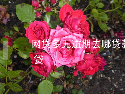 网贷多无逾期去哪贷款(逾期了不知道哪个网贷)