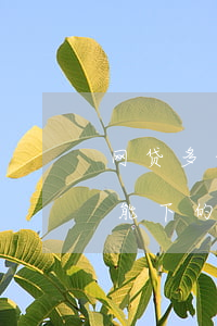 网贷多无逾期能下款口子(网贷申请太多被拒能下的口子)