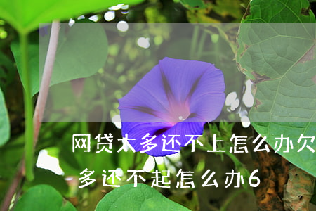 网贷太多还不上怎么办欠了好几十个（网贷太多还不起怎么办6）