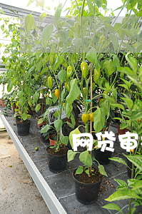 网贷审核通过提现不了要不要还款