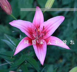 网贷家人不管怎么办（欠网贷家人不认）