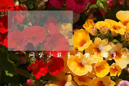网贷小额多，网贷小额多笔和大额一笔
