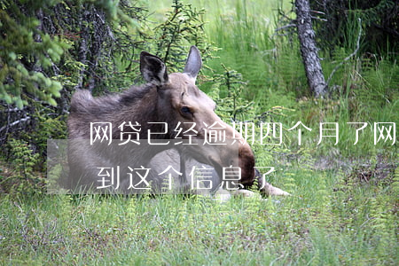 网贷已经逾期四个月了(网贷逾期四个月就收到这个信息了)
