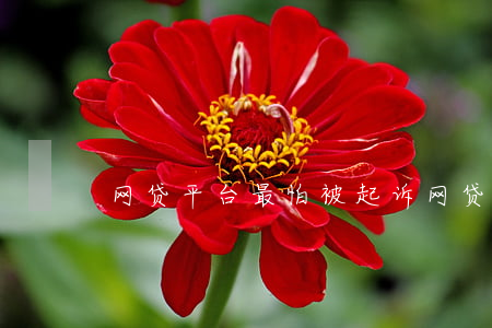 网贷平台最怕被起诉(网贷平台最怕被起诉)